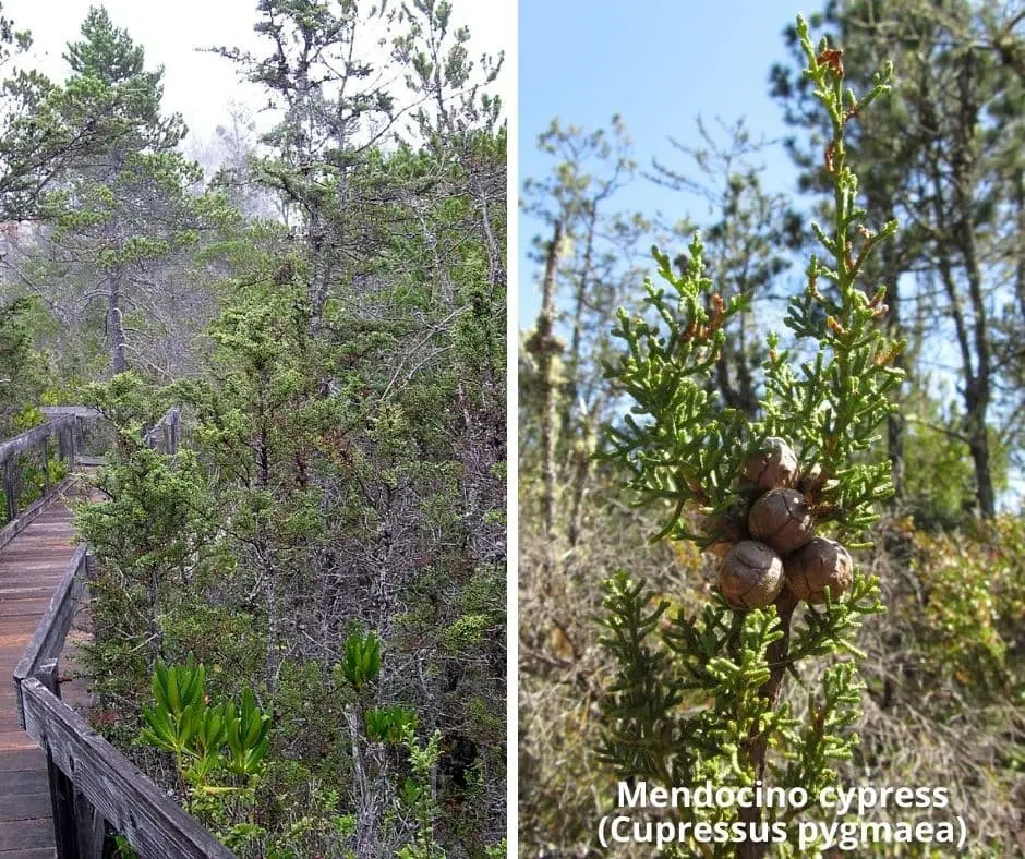 Mendocino cypress (Cupressus pygmaea)