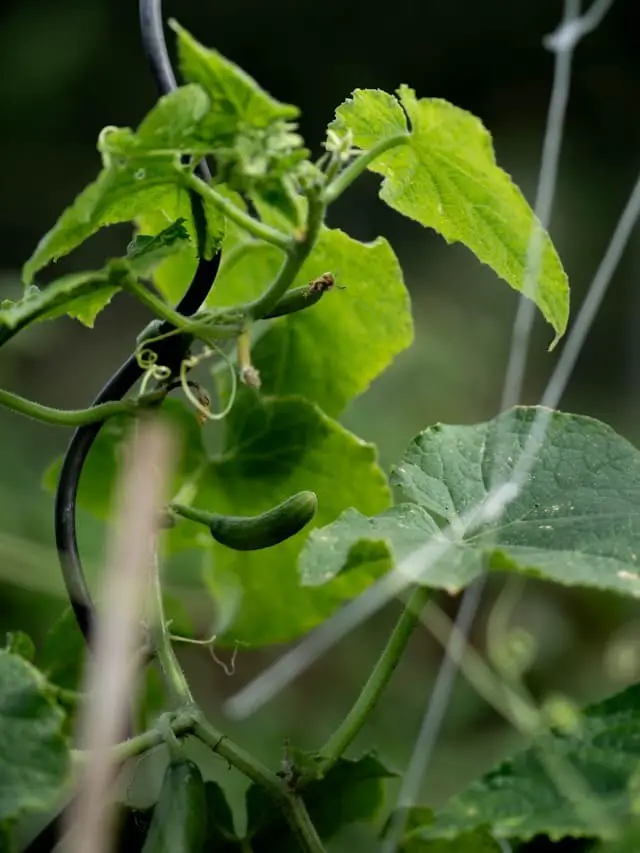 Cucumbers