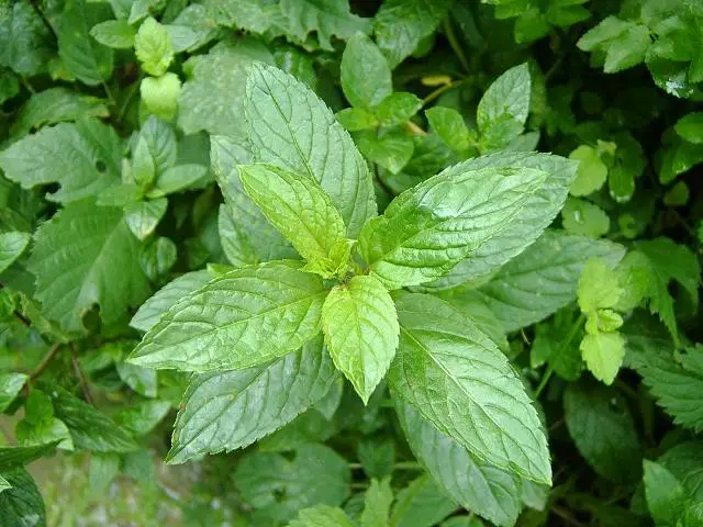 Eau de Cologne, Mentha citrata