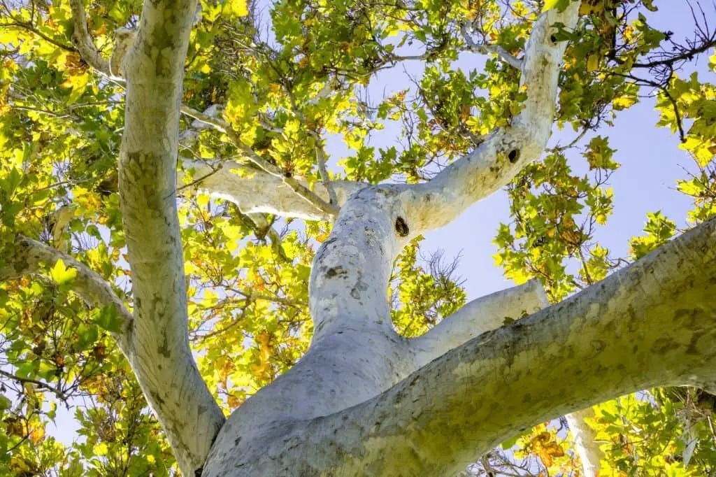 California Sycamore Tree or Western Sycamore (Platanus racemosa).