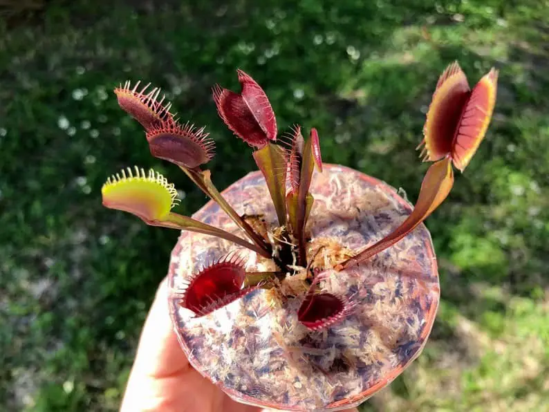 Red Dragon Venus Fly Trap (Dionaea muscipula ‘Akai Ryu’)