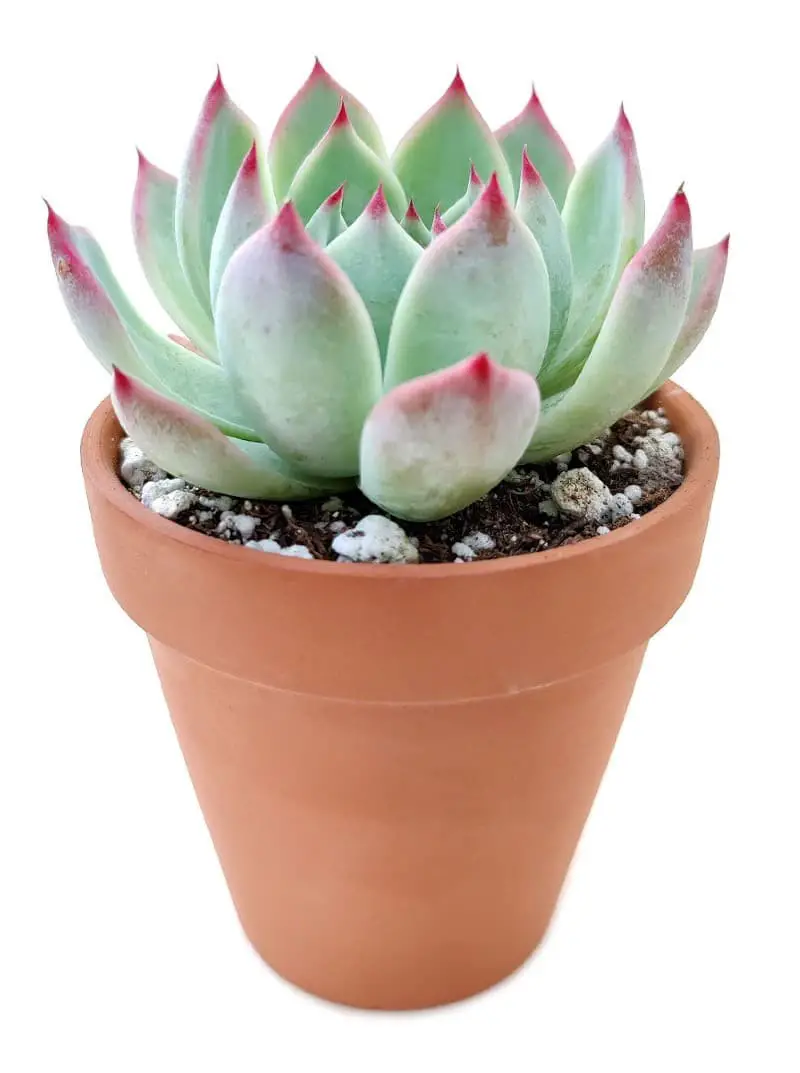 Echeveria ‘Tippy’.