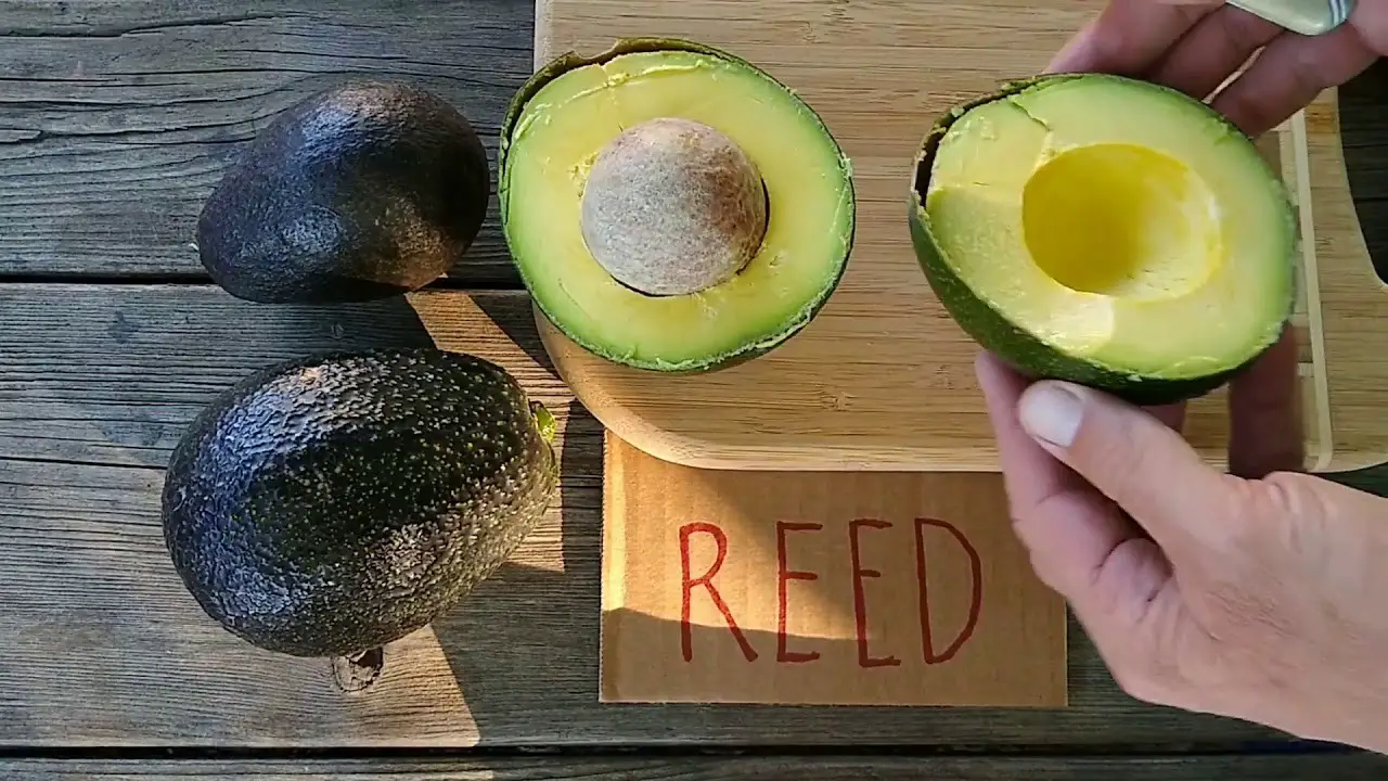 Reed Avocados