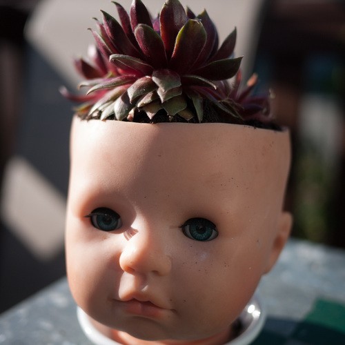 DOLL HEADS + SUCCULENT PLANTS