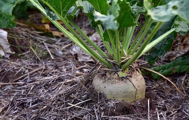 Turnips: The Versatile Root