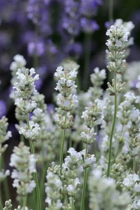 Nana Alba (Lavandula angustifolia ‘Nana Alba‘)