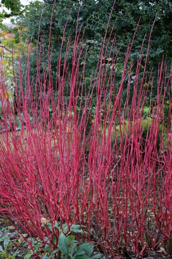 Siberian dogwood (Cornus alba)