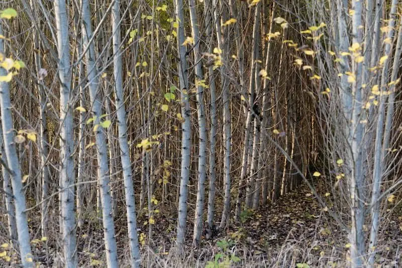 Western Balsam Poplar (Populus trichocarpa)