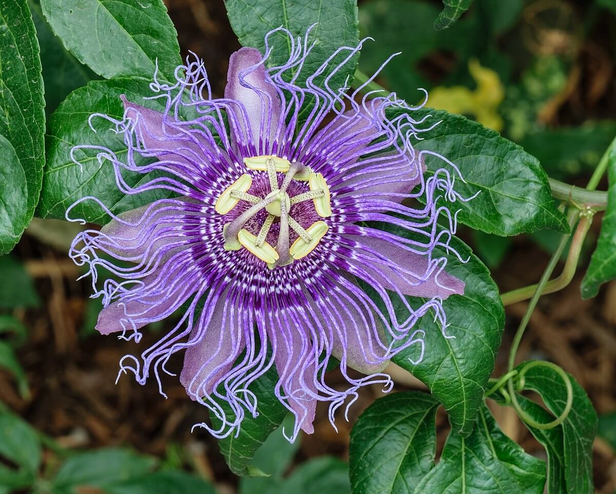 #2. Passionflower