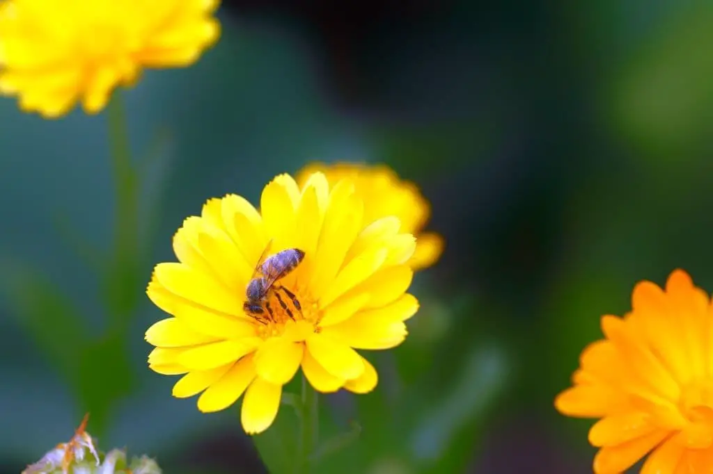 Marigolds