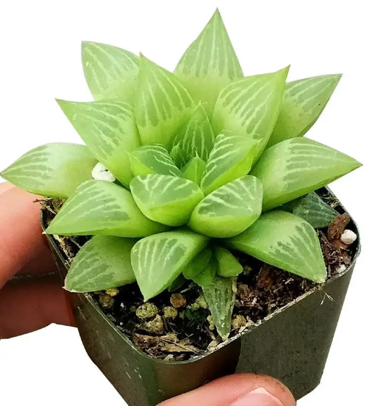 Haworthia cymbiformis (Cathedral Window Haworthia).