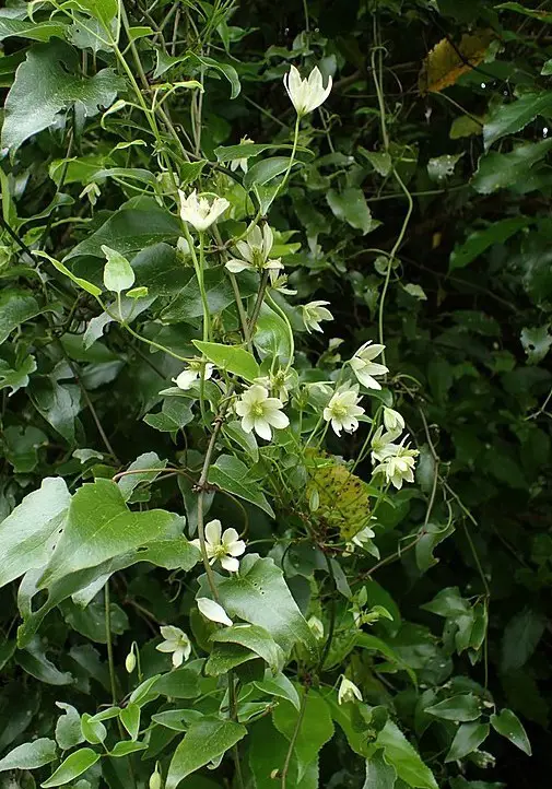 Spring Flowering Clematis