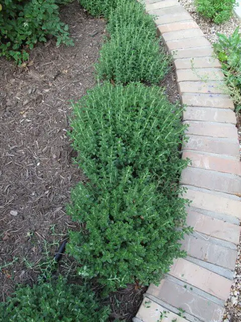 Germander (Teucrium chamaedrys)