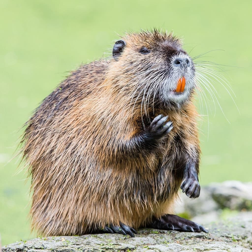 Coypu