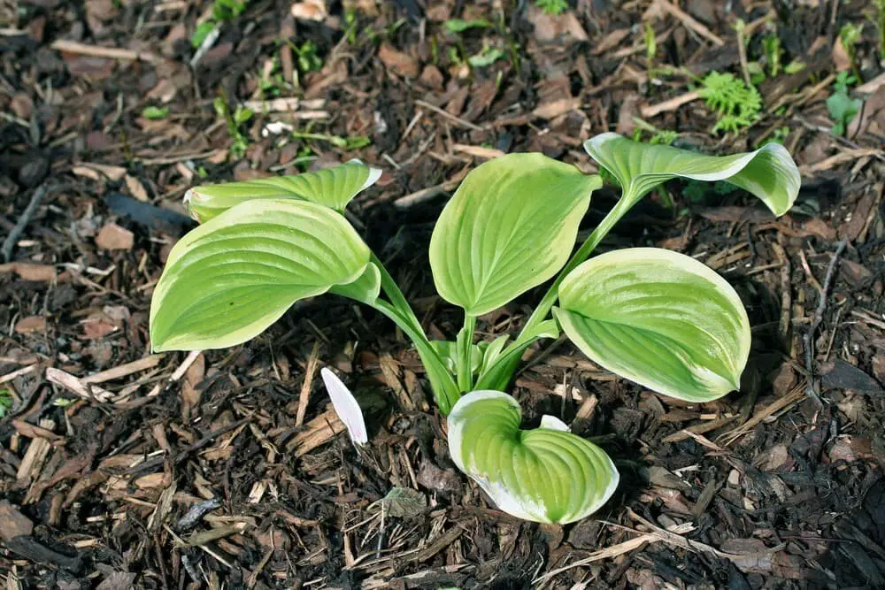 Fragrant Bouquet hosta