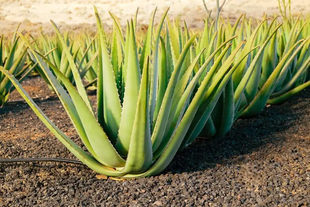 Aloe vera (Aloe barbadensis)