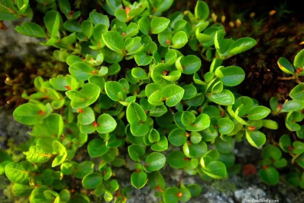 Dwarf Willow (Salix herbacea)