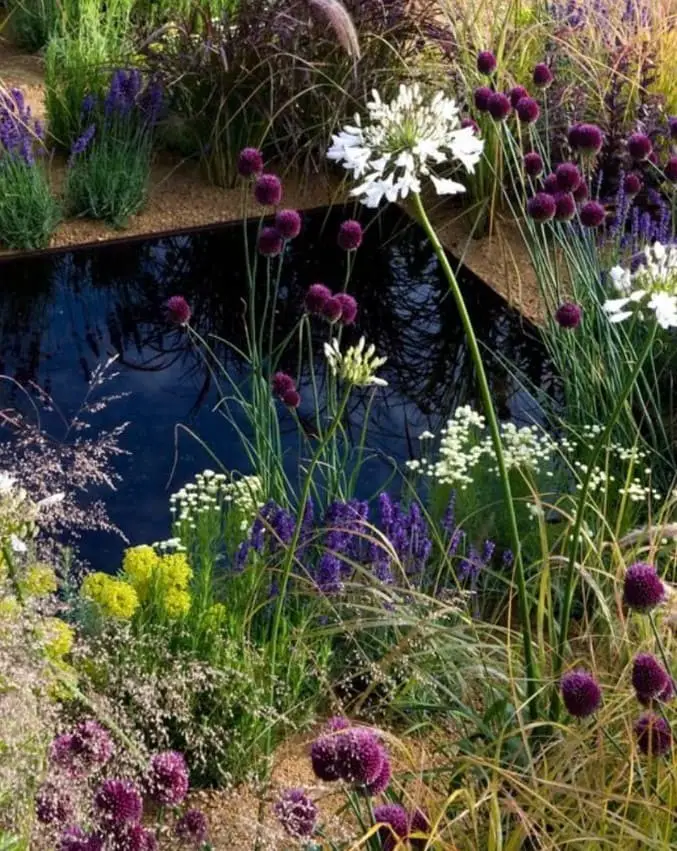 Fountain Grass (Pennisetum)