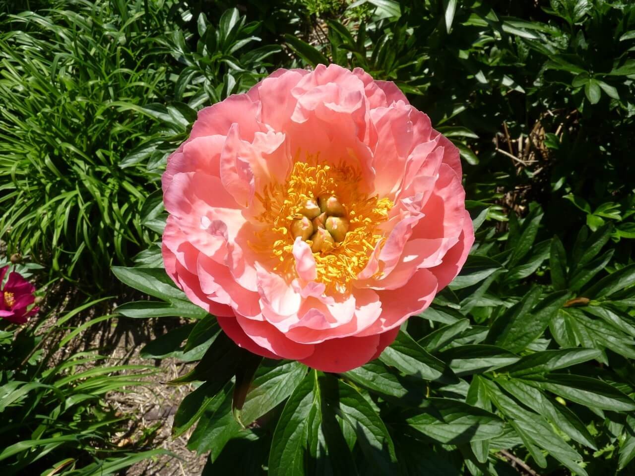 Peony ‘Pink Hawaiian Coral’