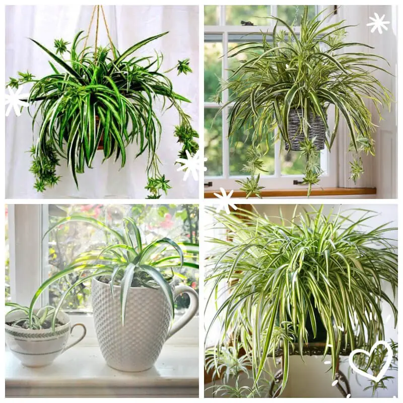 Spider Plant