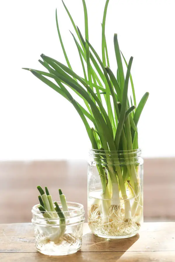 Green Onions