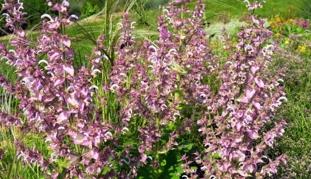 Clary Sage (Salvia sclarea)