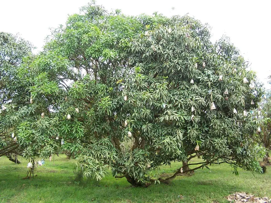 Mango trees