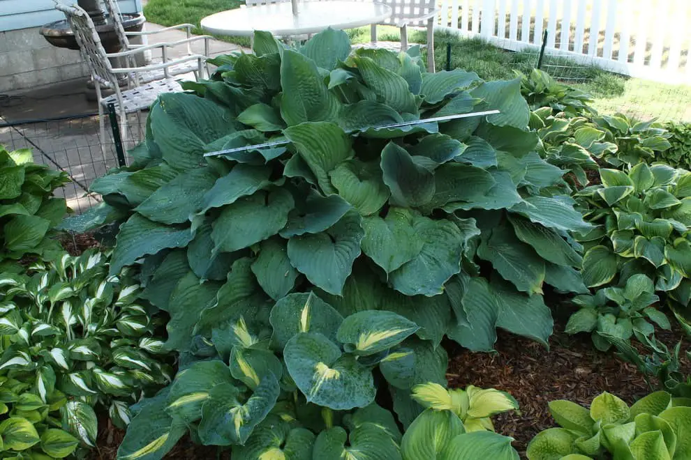 Hosta Komodo Dragon