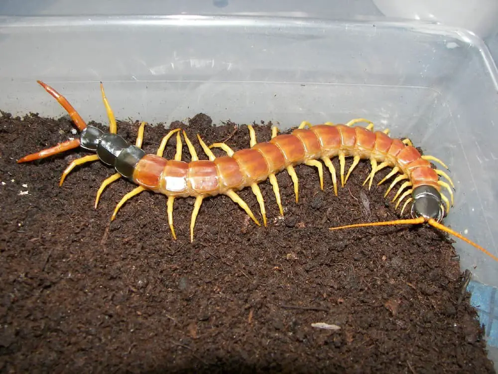 Giant desert centipedes (Scolopendra heros)