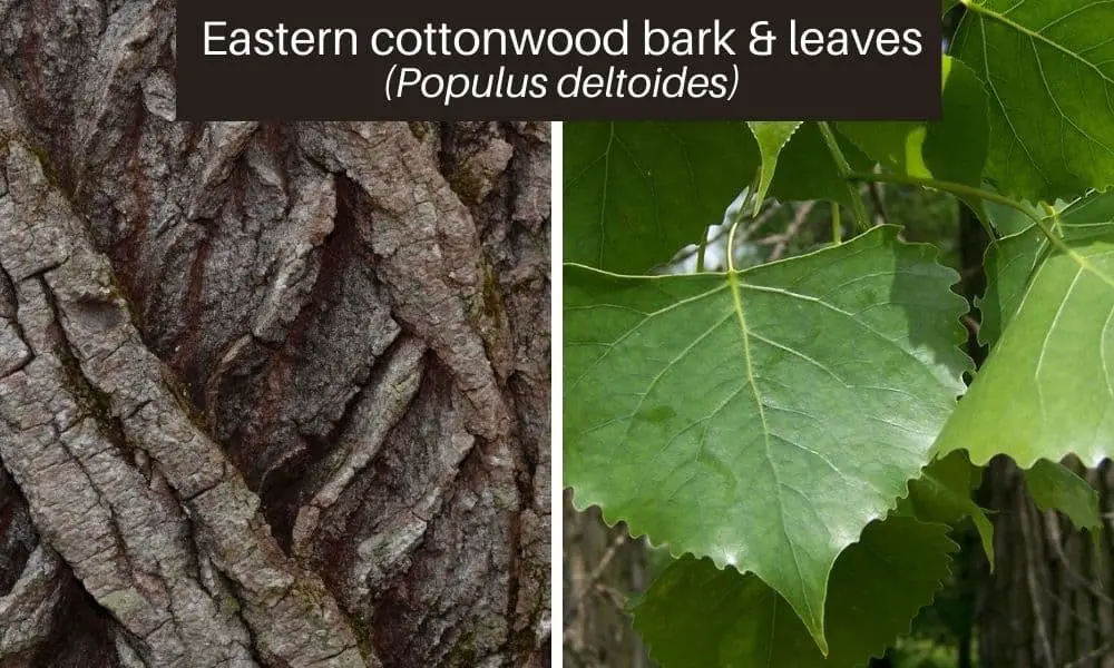 Eastern Cottonwood (Populus deltoides)