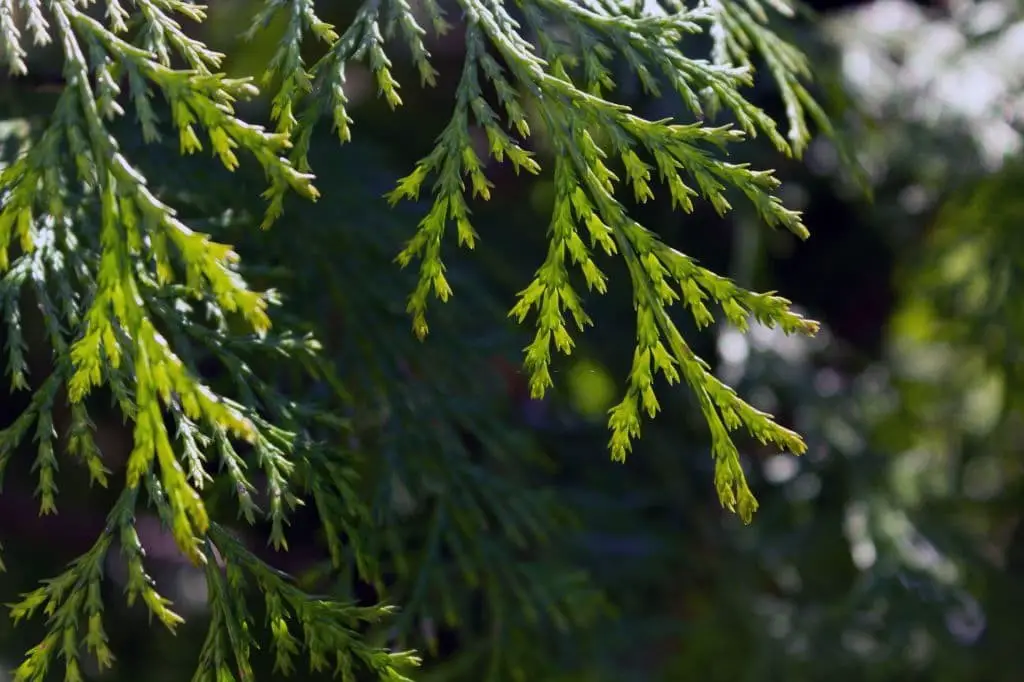 Mediterranean cypress or Italian cypress (Cupressus sempervirens)