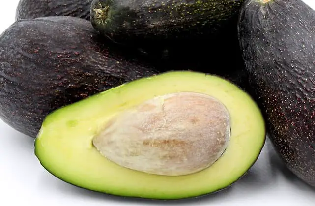 Mexicola Avocados