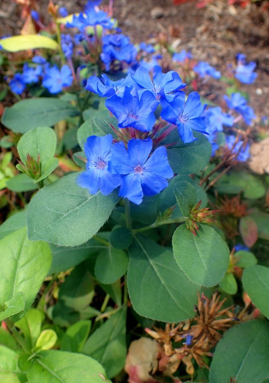 Plumbago (Ceratostigma plumbaginoides)