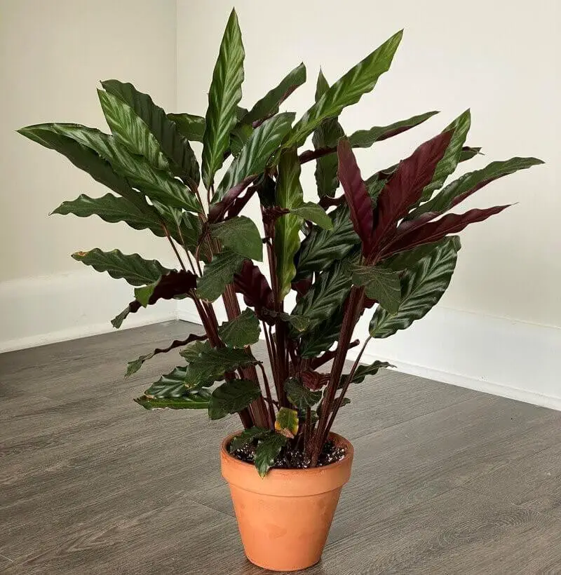 Calathea Rufibarba (Furry Feather Calathea)