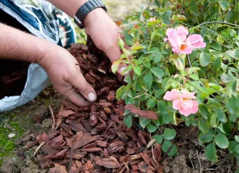 12 Alternatives To Landscape Fabric For A More Sustainable Garden