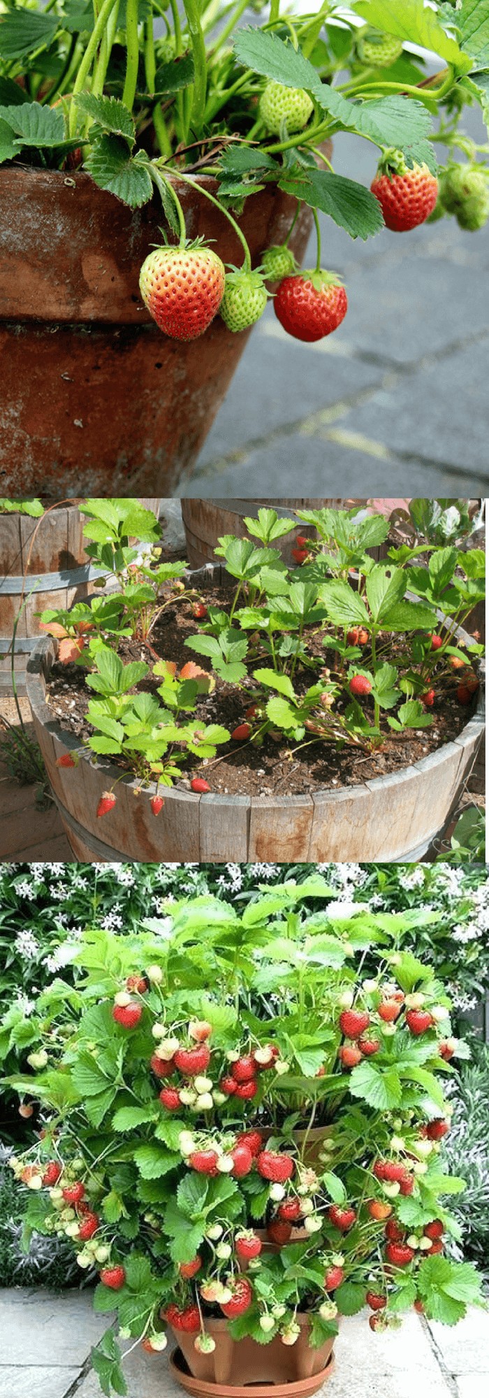 Growing Strawberries in pots