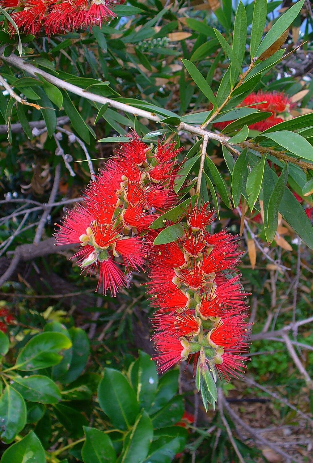 Stiff Bottlebrush (Callistemon rigidus)