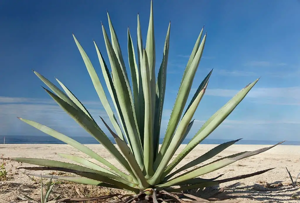 Agave plant.