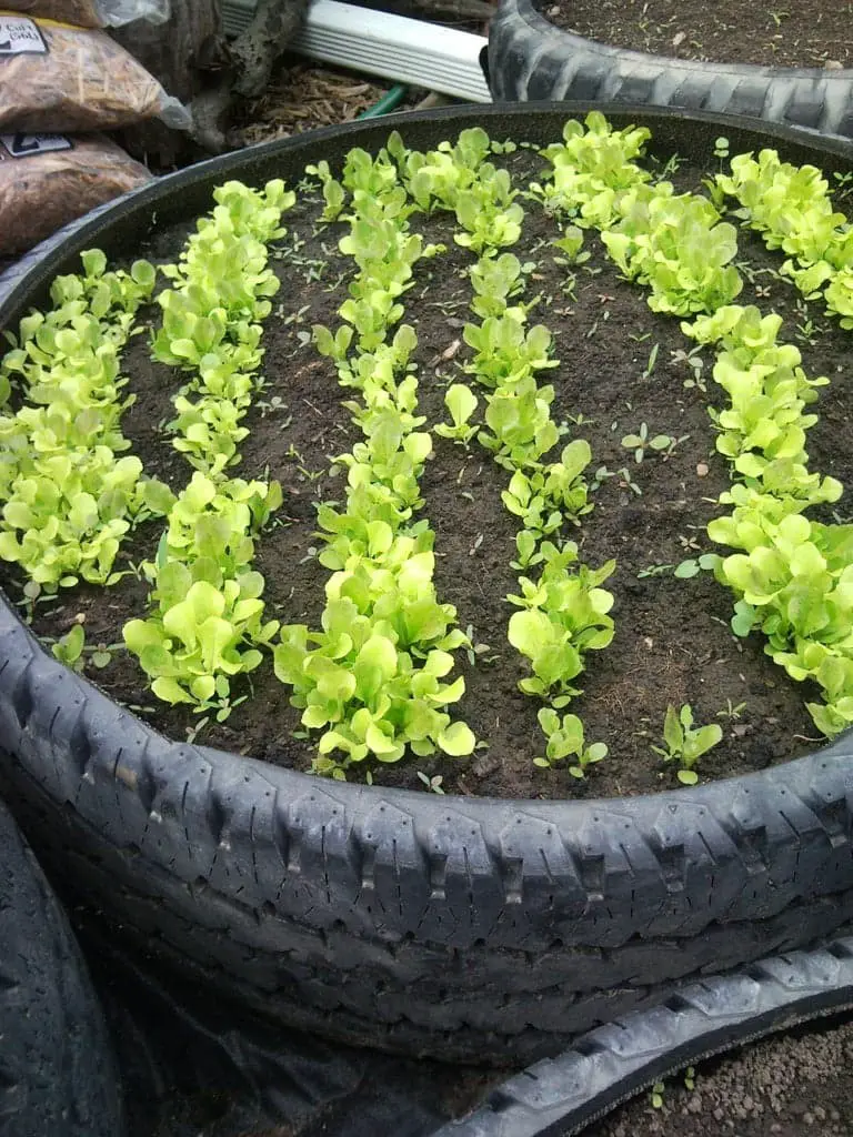 Tire raised bed