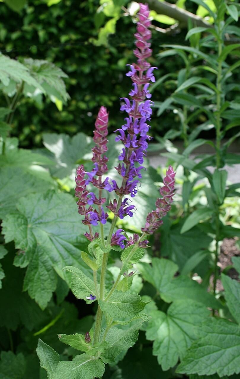 Selecting a Wood Sage Cultivar to Buy to Attract Beneficial Insects