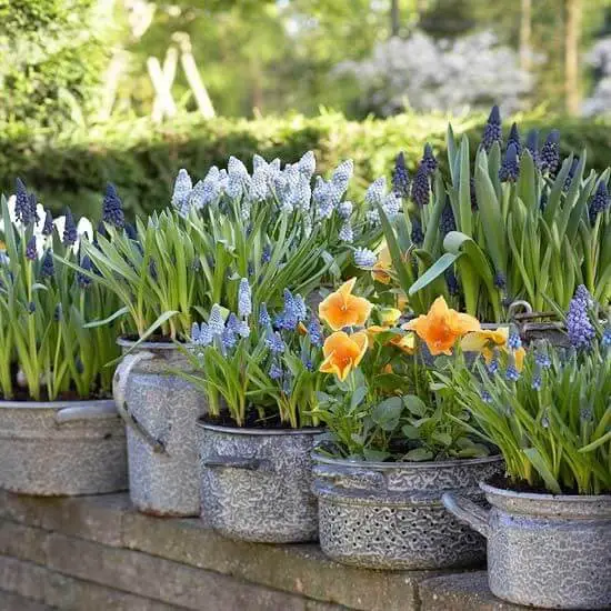 Container Gardening