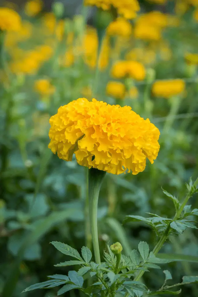 Marigolds