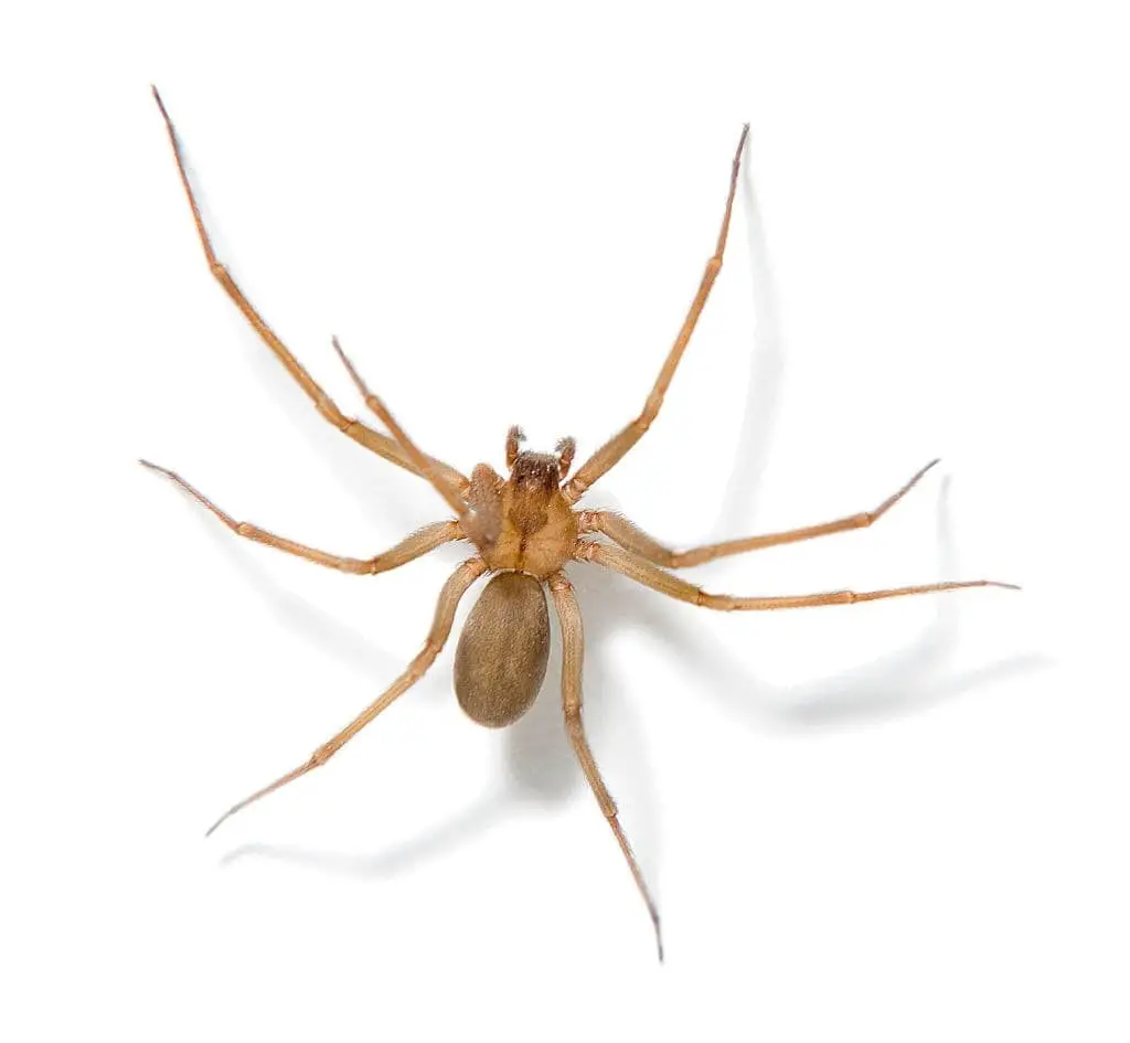 Brown Recluse Spiders (Loxosceles reclusa)