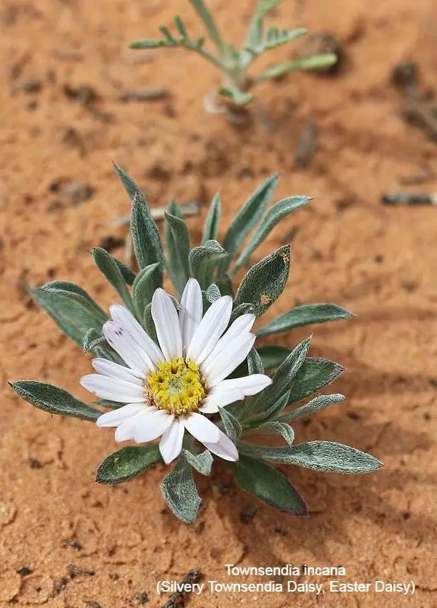 Townsend daisies (Townsendia)