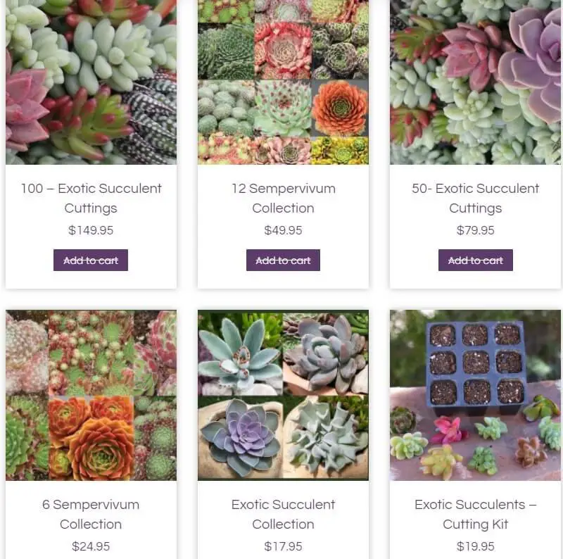 Simply Succulents