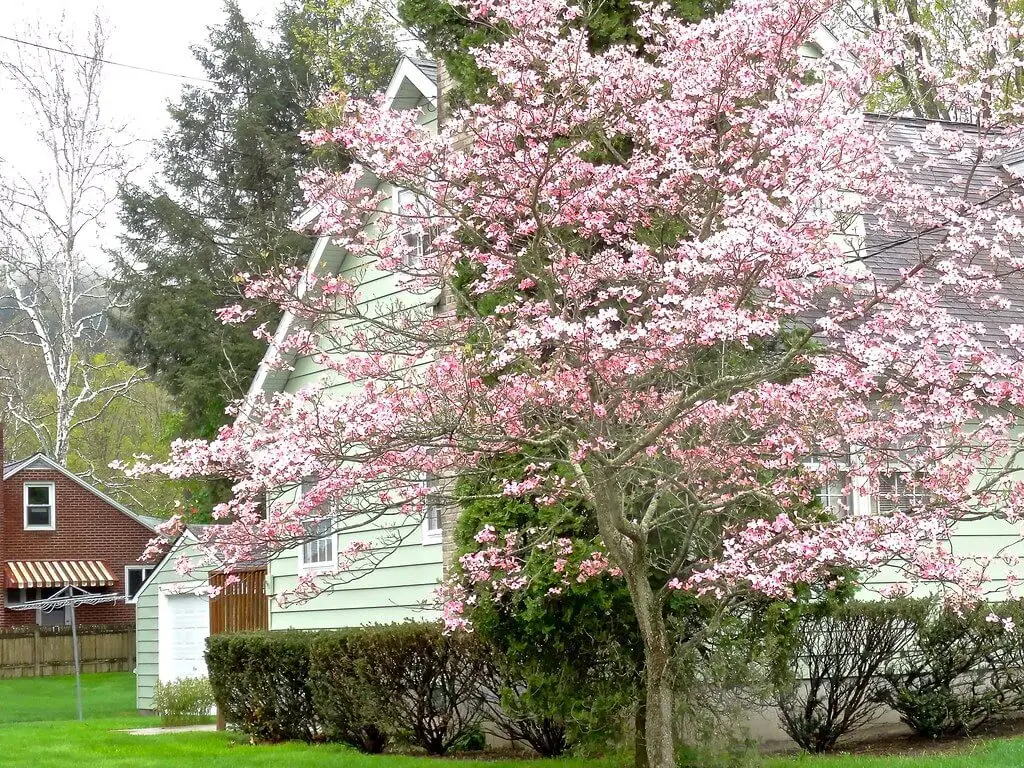 Dogwood trees