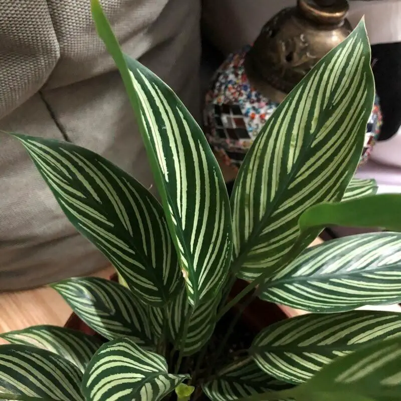 Calathea Vittata