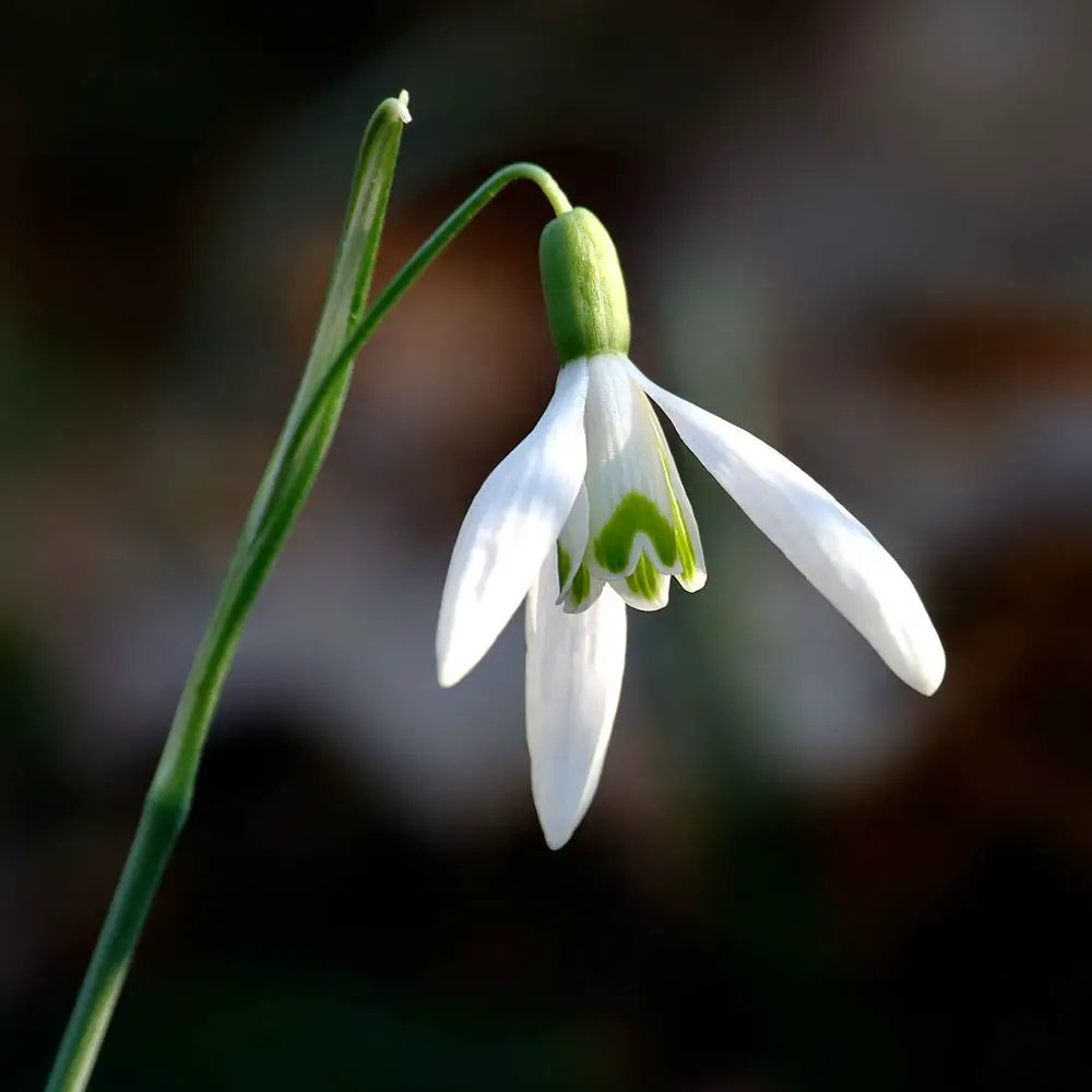 Lawns or Open Woodlands under Deciduous Trees: Very Early Spring (February and March)