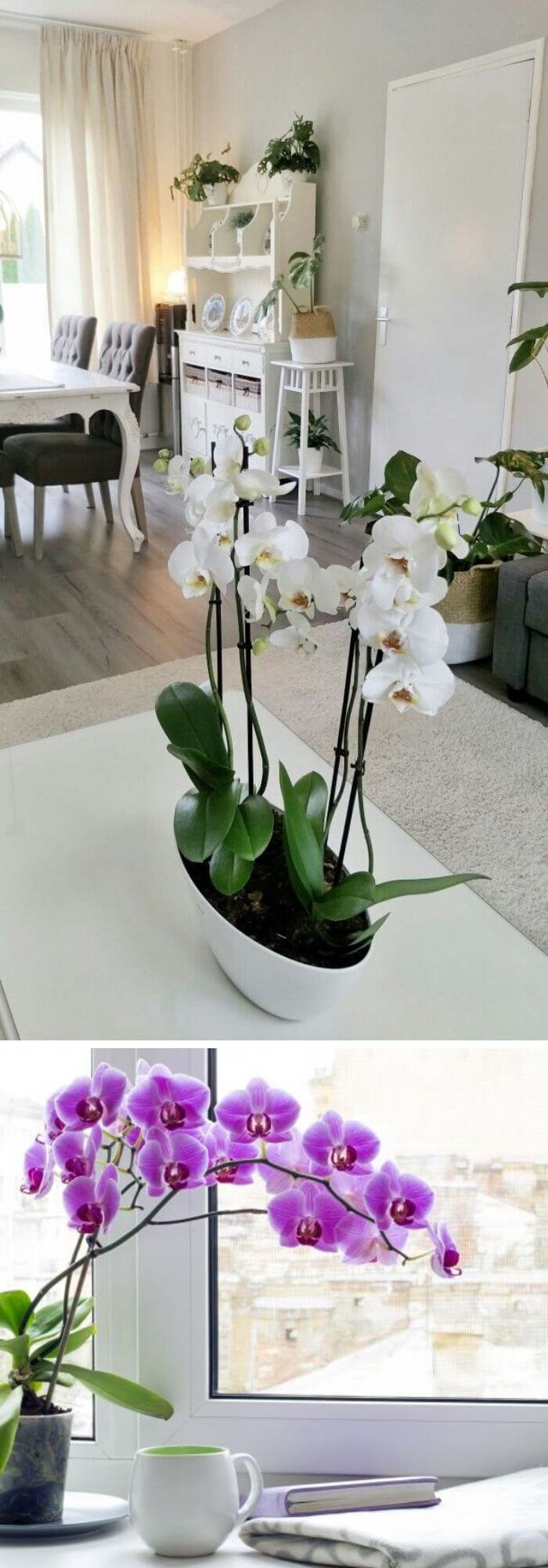 Orchids