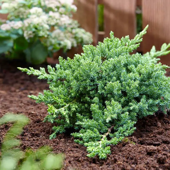 Green Mound Juniper (Juniperus procumbens ‘Nana’)